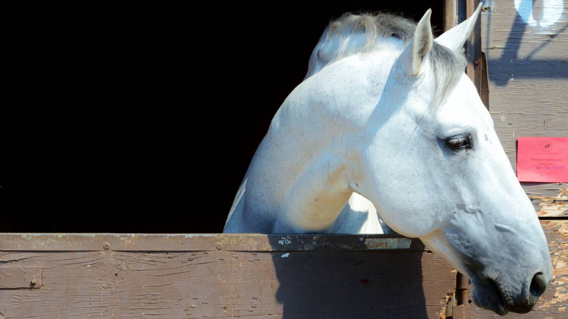 What Buying a Horse Taught Me About a Company's Vision