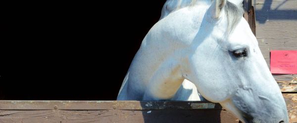 What Buying a Horse Taught Me About a Company's Vision